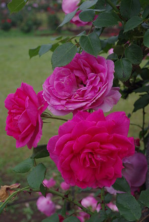 IMGP3714