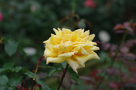 IMGP2172