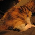 Photos: 三毛の子猫（手のひら大）