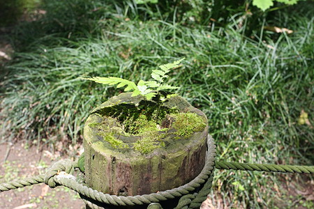 2009.05.25　北鎌倉　淨智寺　杭なき生きる