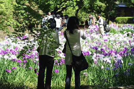 2009.06.07　明月院　本堂後庭園　花菖蒲と親子
