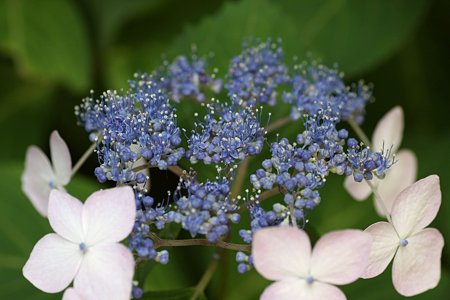 2009.06.07　明月院　紫陽花-1