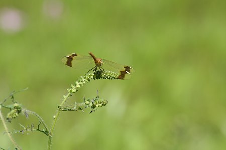 2009.08.12　遠野　伝承園　ミヤマアカネ♀