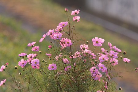 2009.10.31 鶴見川 コスモス
