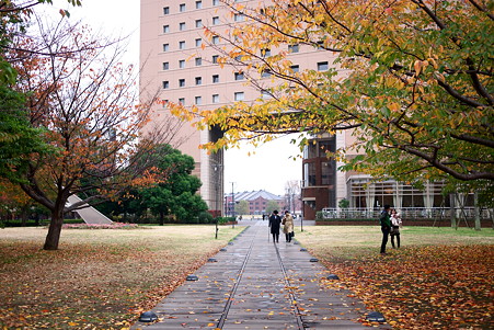 2010.11.22 みなとみらい 桜の紅葉