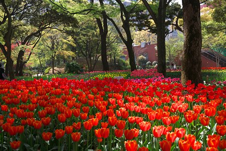 2011.04.15　横浜公園　チューリップまつり