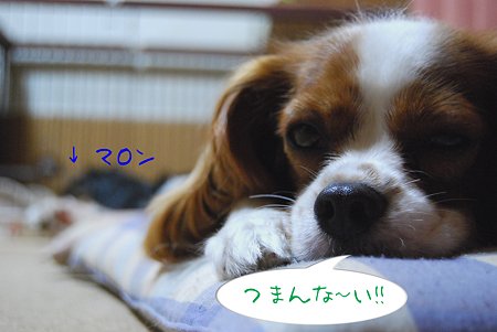 つまらん・・・