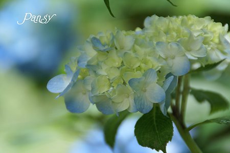 明月院 ブルー・・3
