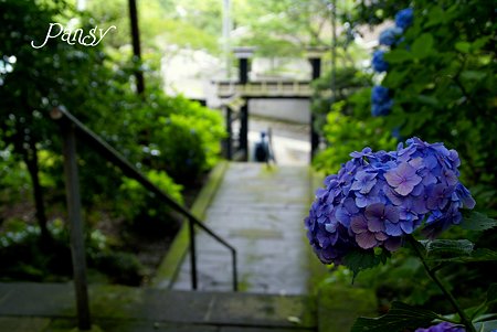名残りの紫陽花と・・石段・・