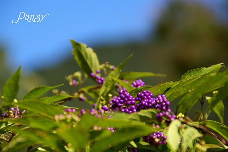 アメジストのように・・小紫・・