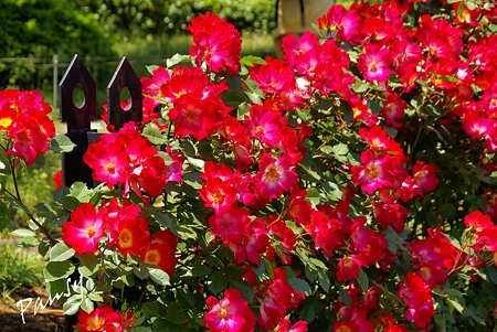 rose garden..16