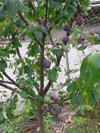 迫力あるプルーンの実 素人果樹栽培と特選園芸グッズ 楽天ブログ
