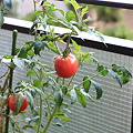 20090801　トマト