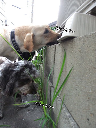 一斉に食べだす