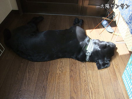 太陽
