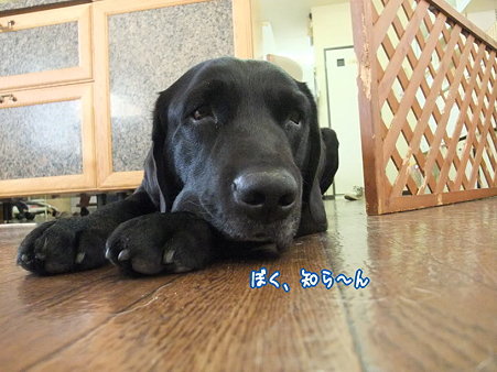 ぼく知らん・・・