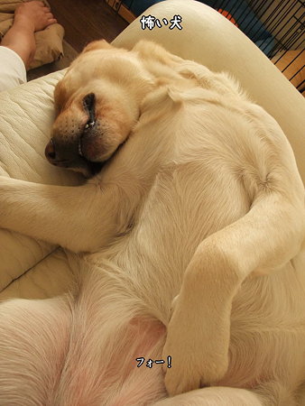 怖い犬