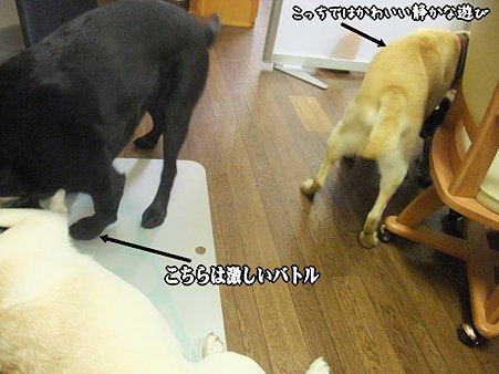 両組バトリ合う