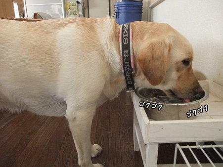 紫音も…