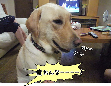 疲れた・・・