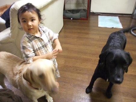 大型犬でも平気な子供