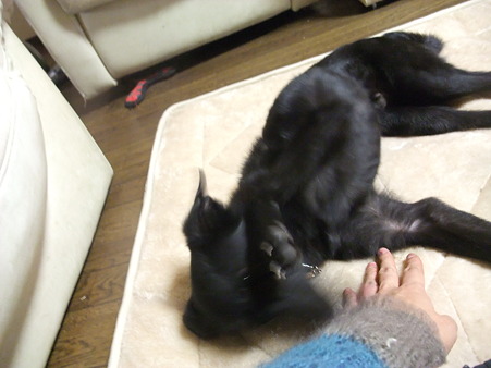 お願いだから
