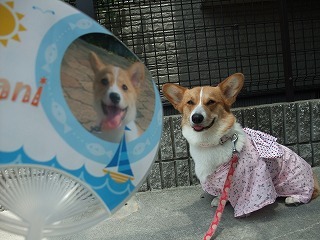 2009_0627頂き物0019