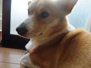 2009_1031頂き物0027