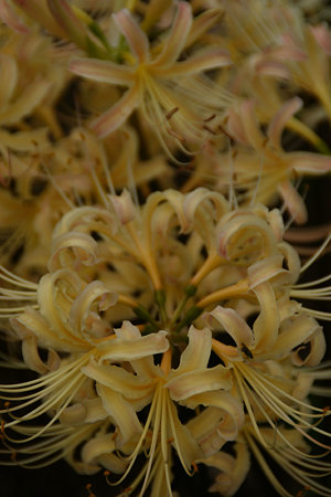 白花マンジュシャゲ090912-243