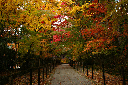 紅葉の参道!(101124)