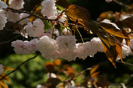 八重桜110417-863