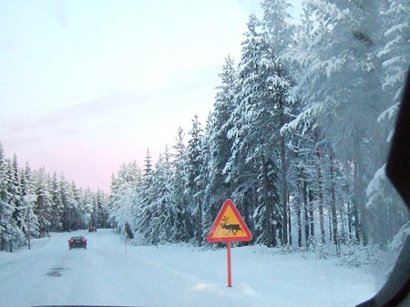 051202 トナカイ(Sweden Kiruna)