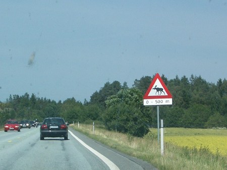 050709 ヘラジカ(Norway)