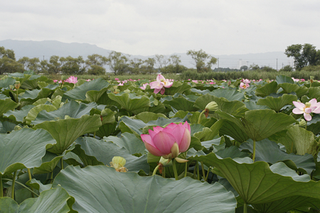 草津市立水生植物公園みずの森 - 03
