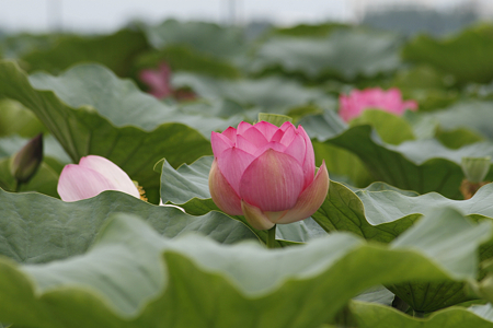 草津市立水生植物公園みずの森 - 10