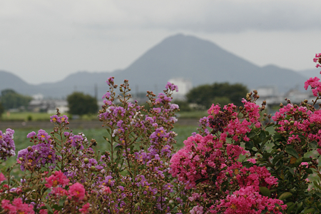 草津市立水生植物公園みずの森 - 12