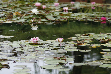 草津市立水生植物公園みずの森 - 16