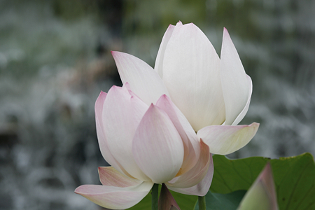 草津市立水生植物公園みずの森 - 19