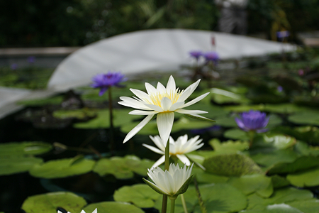 草津市立水生植物公園みずの森 - 22