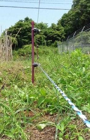 531草取り