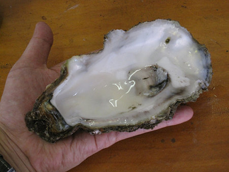 07_天然岩牡蠣_殻