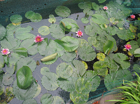 01_Lotus