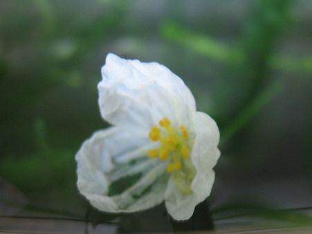 068
