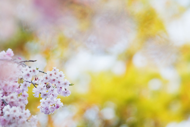 桜咲く季節