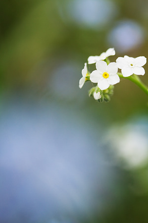 小さな花達