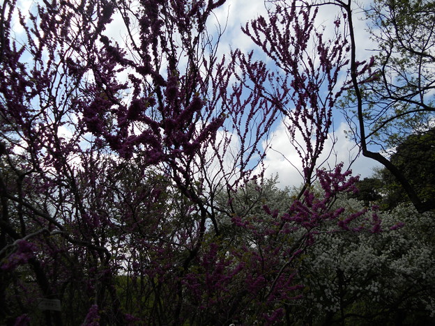 小石川植物園の花