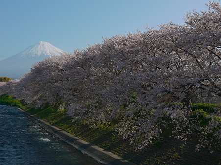 G２で桜と富士山を