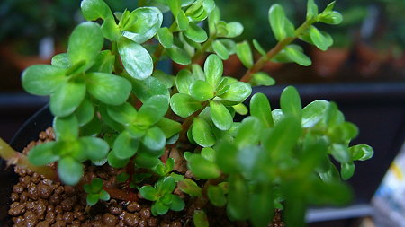DSCF4953