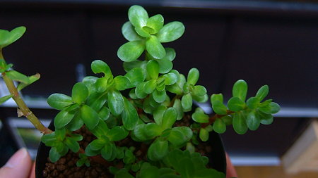 DSCF4955