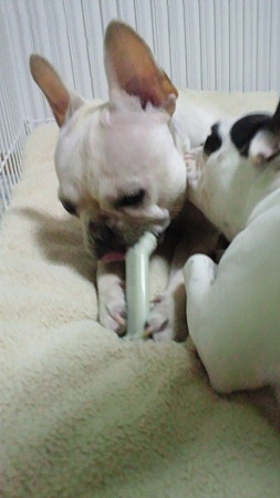 客さん痒いところはございますかぁ~2(20110204)